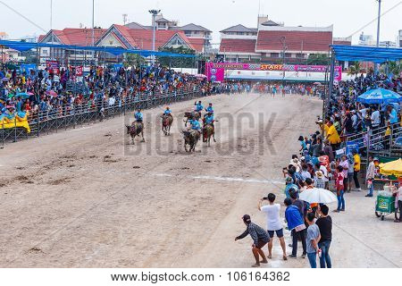 Buffalo Racing Festival In Chonburi Thailand