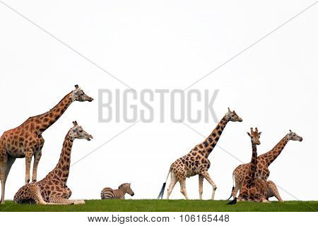 Zebra And Giraffes Resting In The Grass