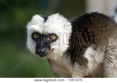 Eulemur
