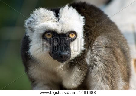 Eulemur