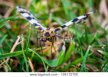 Abraxas Grossulariata Butterfly Flying Over Grass