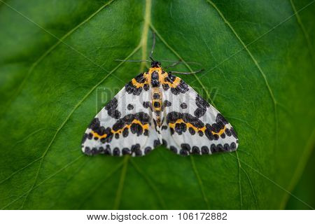 Harlekin Butterfly On A Green Leaf Background