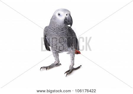 African Gray Parrot