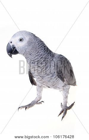African Gray Parrot