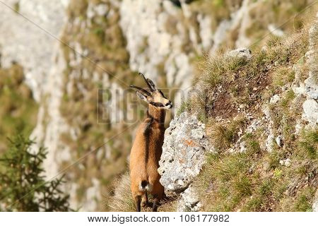 Rupicapra Carpatica In Ceahlau Mountains