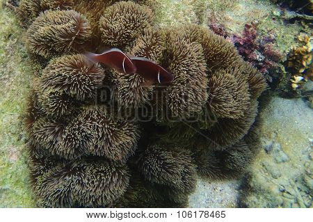 Clownfishes And Anemone