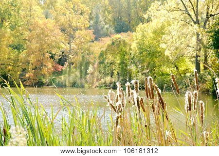 Cattails on lake in autumn sunny day