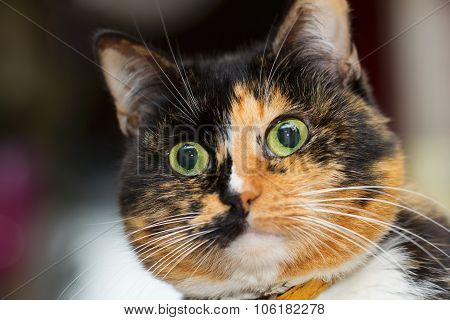 Three Colored Cat