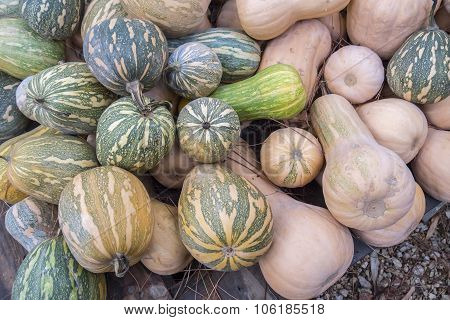Pumpkins, Cucurbita Argyrosperma, Moschata, Butternut, Maxima, Cushaw