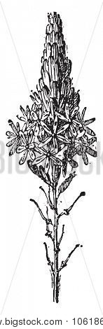 Asphodel, vintage engraved illustration. Dictionary of words and things - Larive and Fleury - 1895.