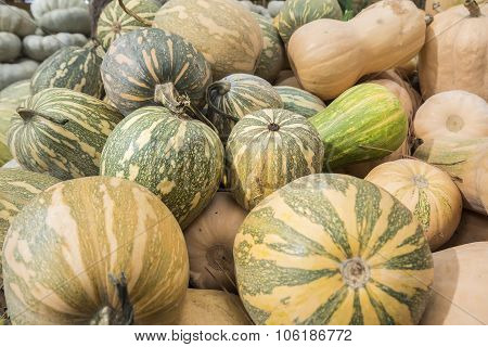Pumpkins, Cucurbita Argyrosperma, Moschata, Butternut, Maxima, Cushaw