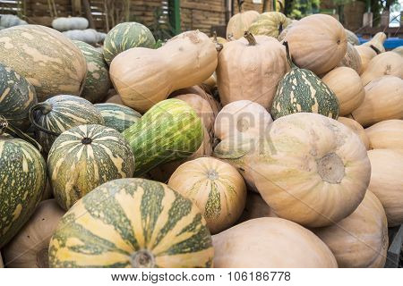 Pumpkins, Cucurbita Argyrosperma, Moschata, Butternut, Maxima, Cushaw