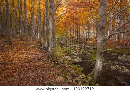 Forest Of Beech Trees