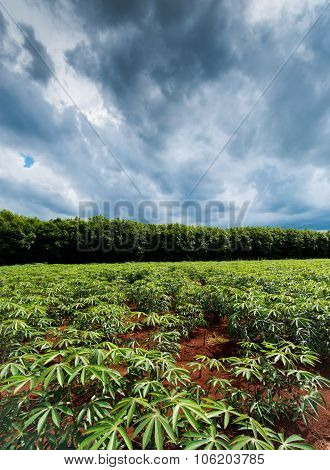 Cassava Plants With Storm Clouds In Background.