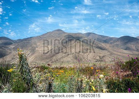 Flowering Desert In The Chilean Atacama