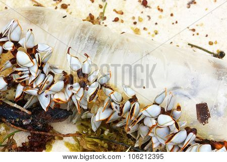 A Small Colony Of Sea Shells On A Plastic Bottle