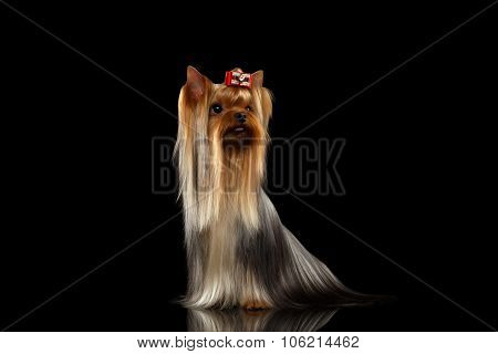 Yorkshire Terrier Dog With Long Groomed Hair Sits On Black