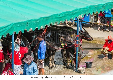 Buffalo Rest Before Racing