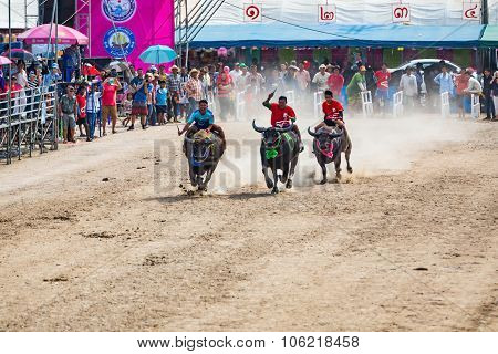 Buffalo Racing In Chonburi