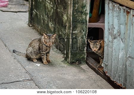 Twin Cats Looking Ferocious