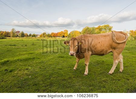 Brown Cow Wagging Its Tail