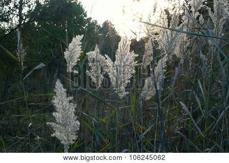 miscanthus flowers in the sunset autumn background