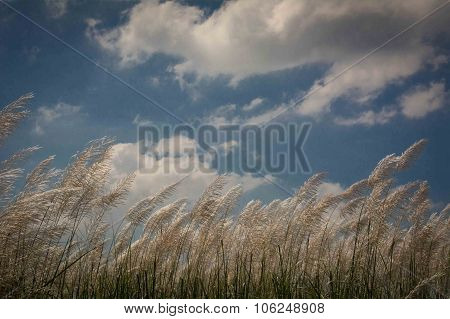 A bunch Of Reed.