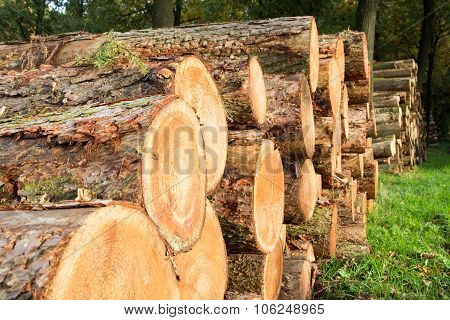 Logs Forest