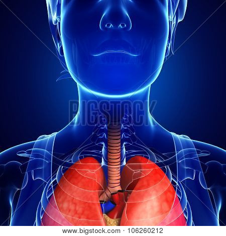 Female Throat Anatomy