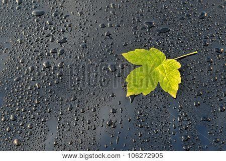 Water Drops on Polished Car paint with leafs