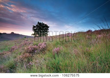 Flowering Heather On Hill At Sunrise