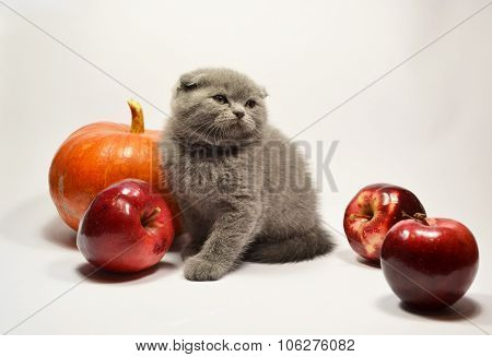 Scottish fold kitten