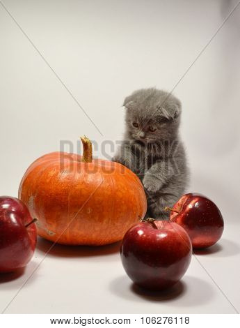 Scottish fold kitten