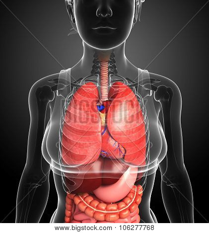 Digestive System Of Female Body