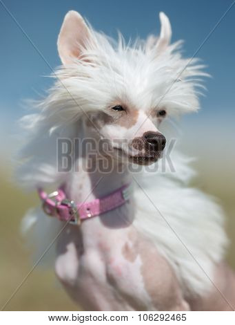 Chinese Crested Dog Outdoors In Nature