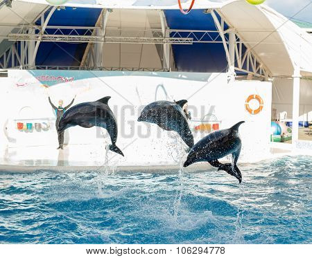 Dolphin show scene