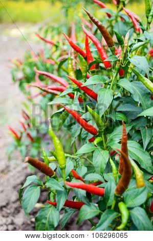 Red Chili Pepper On A Bed