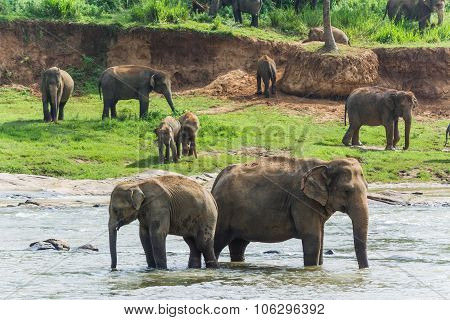 Elephants In Pinnawela Sri Lanka