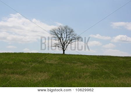Лоун Дерево