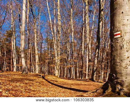 Path Through The Forest In Fall