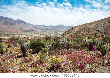 Flowering Desert (spanish: Desierto Florido) In The Chilean Atacama. The Event Is Related To The El