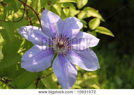 ดอกไม้ clematis