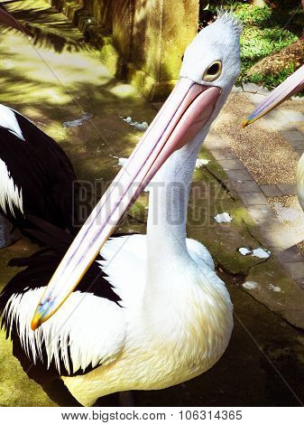 Australian Pelicans