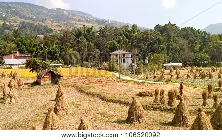 Sheaves Of Grain