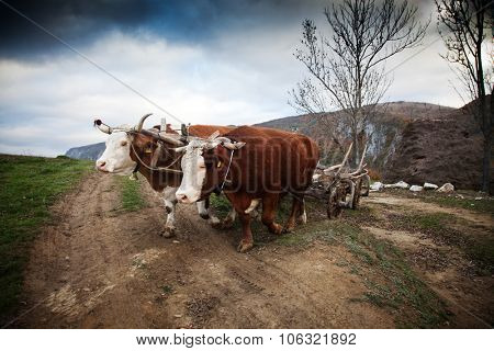 Oxen cart in Romanian mountains