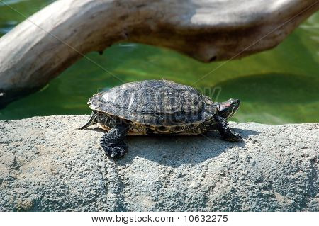 Schildkröte