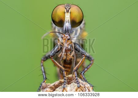 Photography macro of Robber fly (Asilidae) with prey.