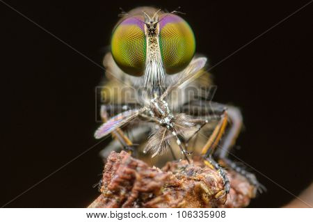 Photography Macro of Robber fly (Asilidae) with prey.