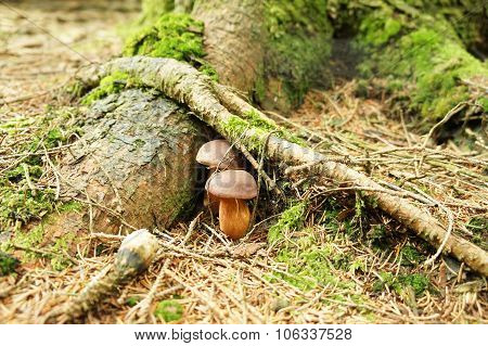 Boletus edulis mushroom