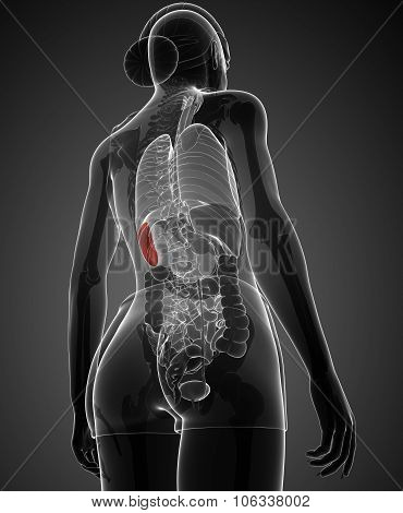 Female Spleen Anatomy